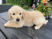 Salsa śliczna sunia golden retriever