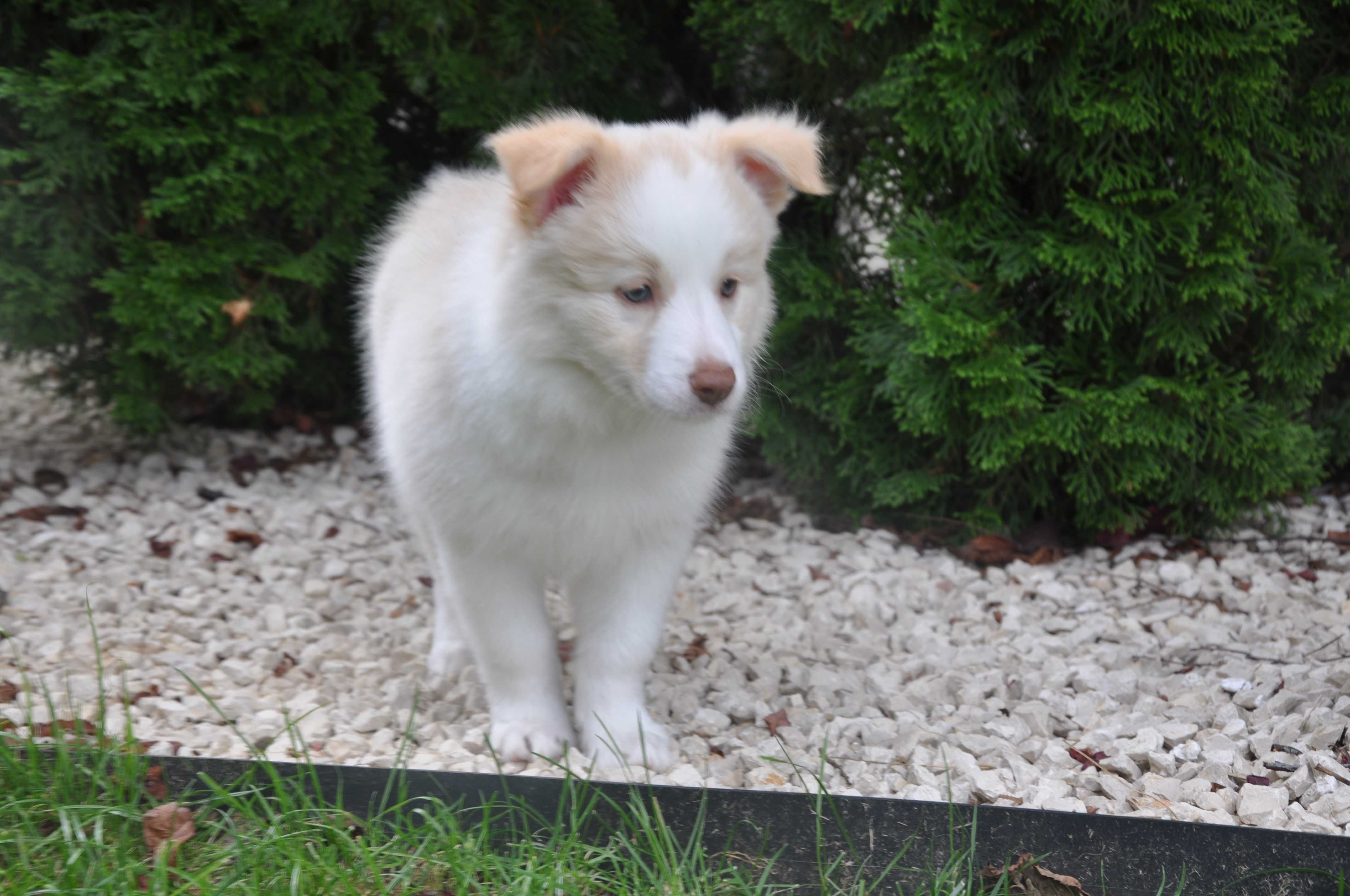 Suczka Border Collie ee-red ZKwP FCI