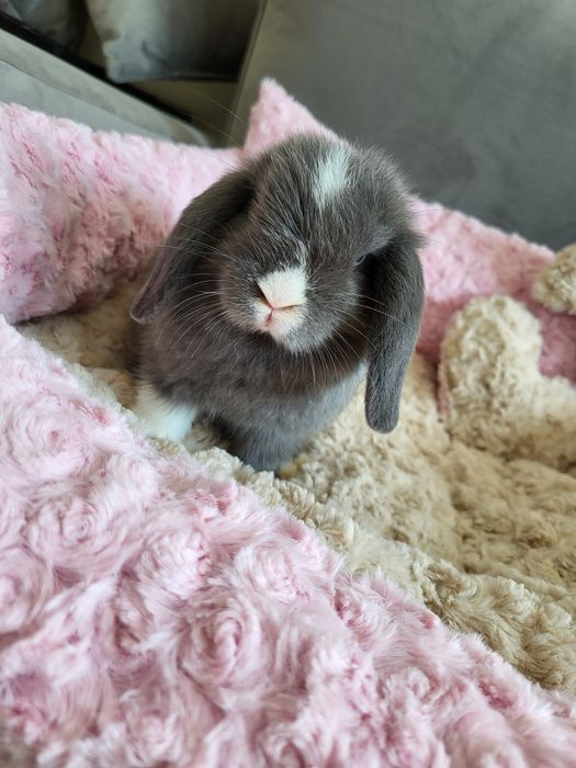 Króliczki Mini Lop WYPRAWKA miniaturki karzełki małe baranki hodowla