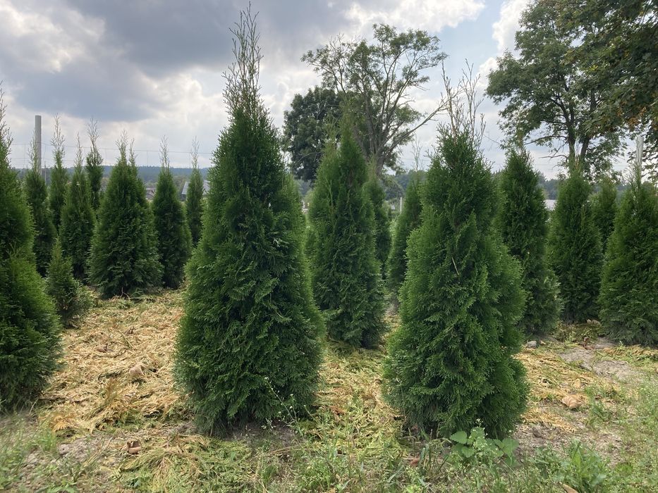 Tuje Szmaragd, świerki, iglaki