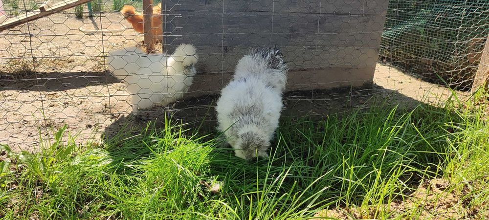 Kogut rasy Silka (z wiosny)