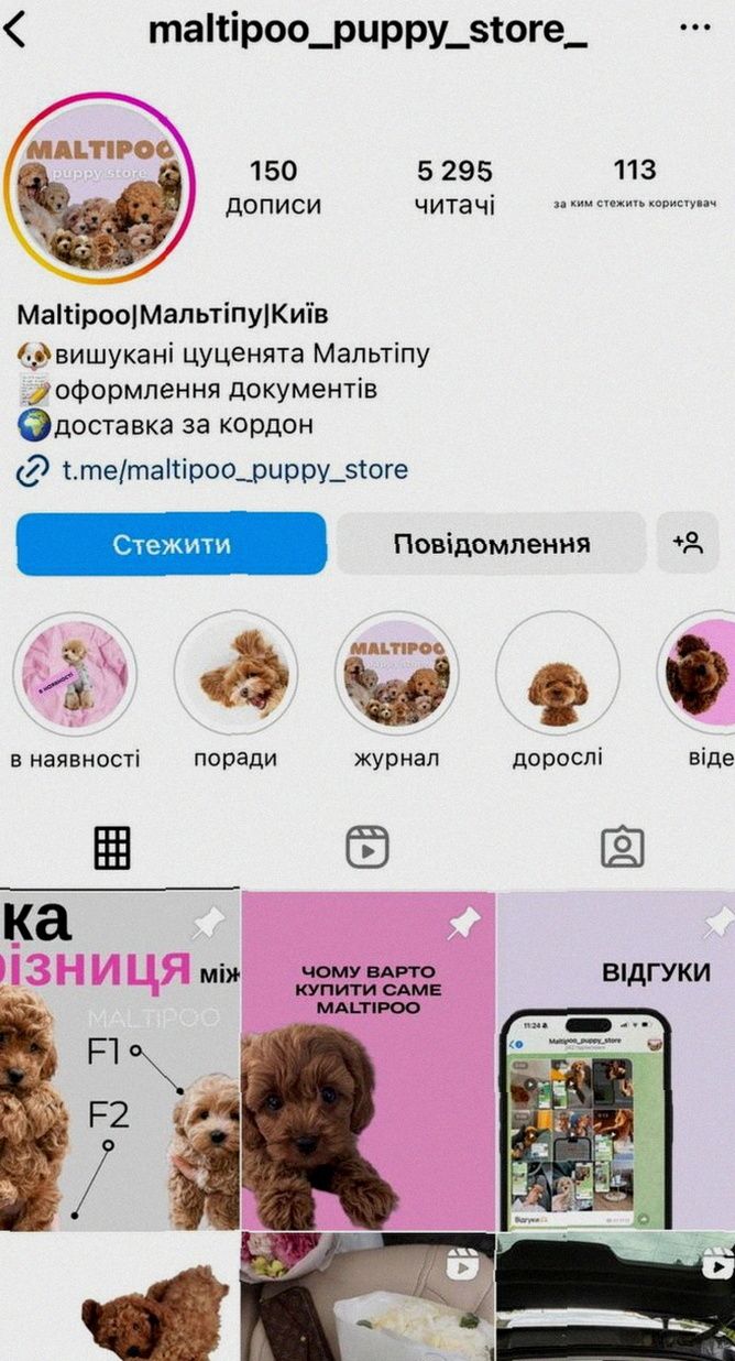 Собака мальтіпу • Білий окрас