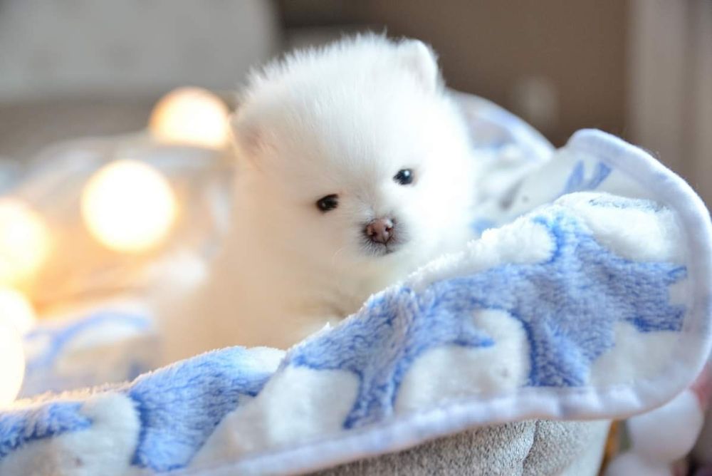 Pomeranian mini chłopak Sky