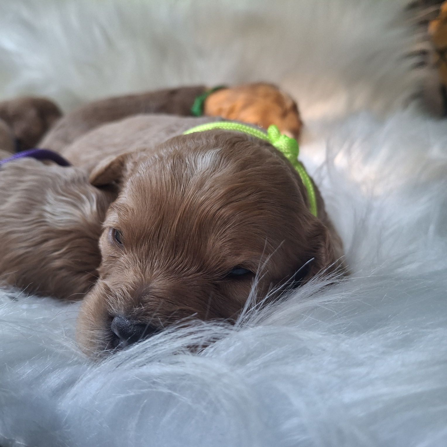 Cavapoo F1 piesek