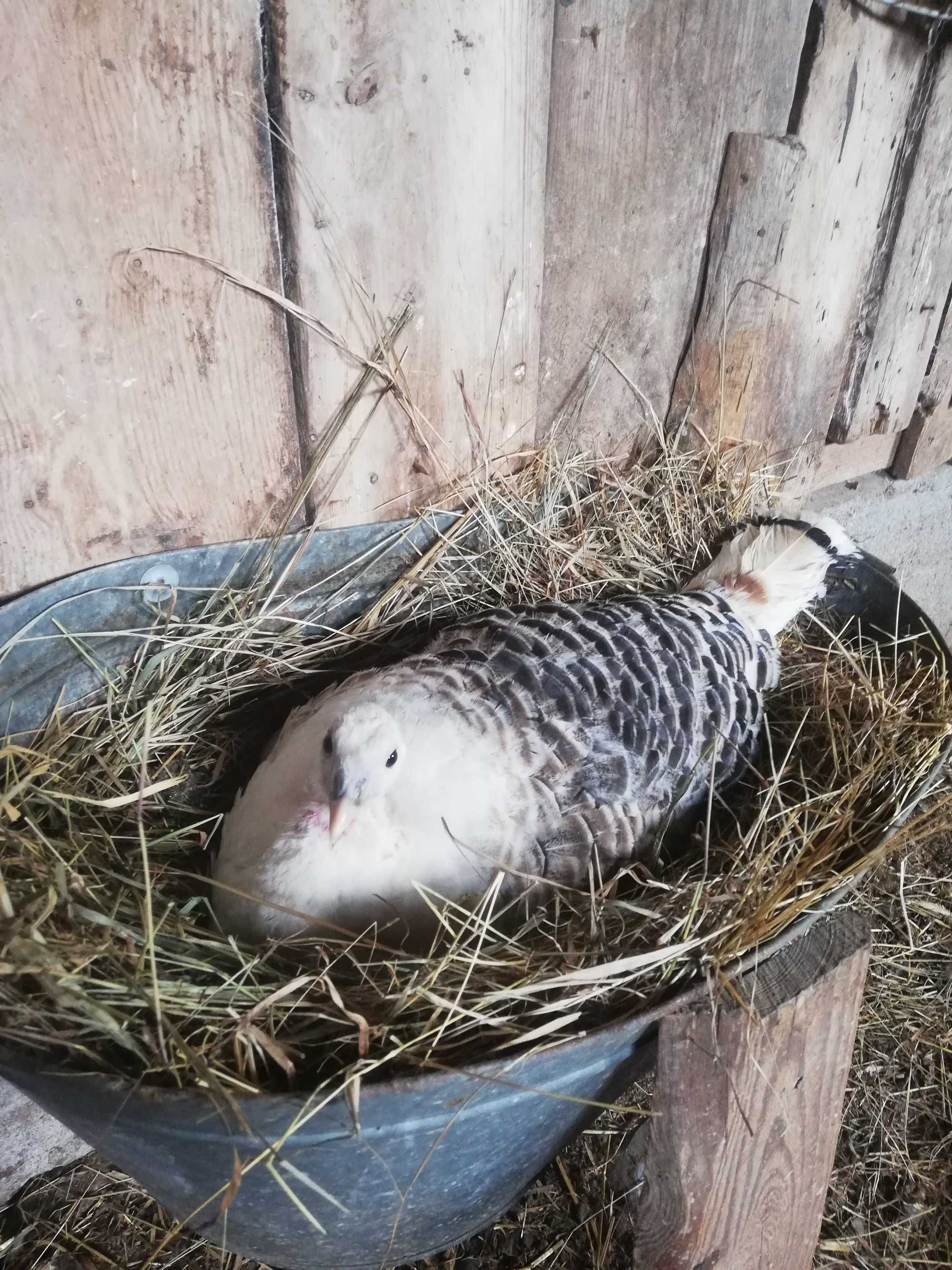 Królica srokacz na Indyczkę
