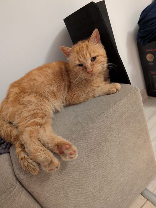 Kot Rudi nie chce wracac na dwor!