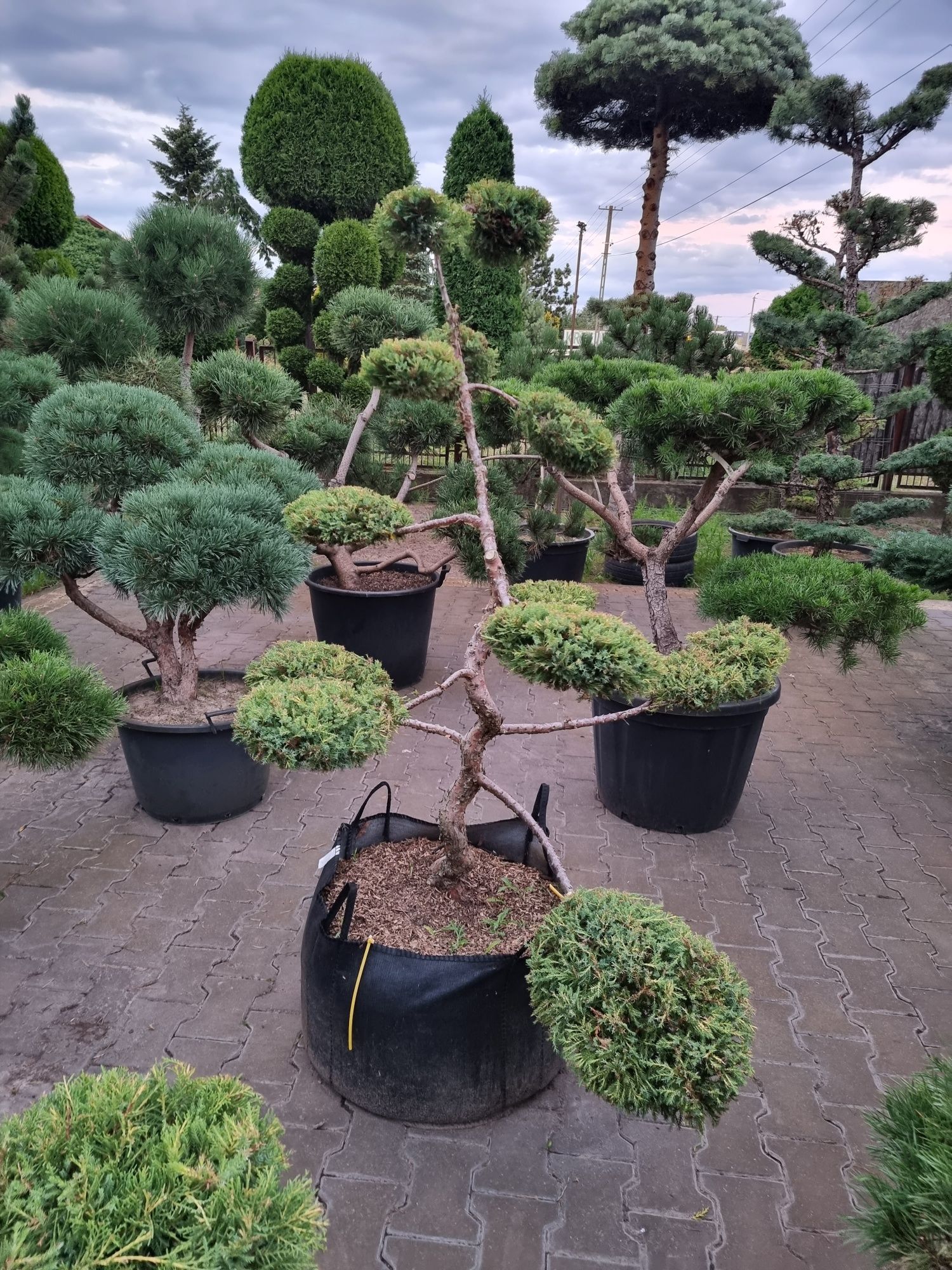 Krzewy formowane Niwaki BONSAI