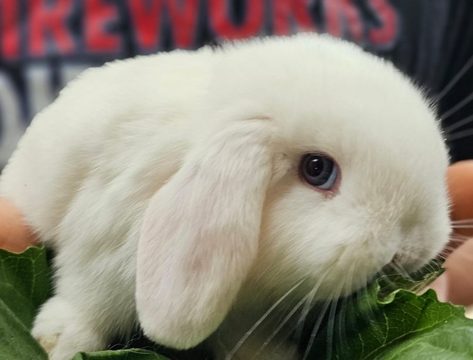 Coelhos anões vacinados