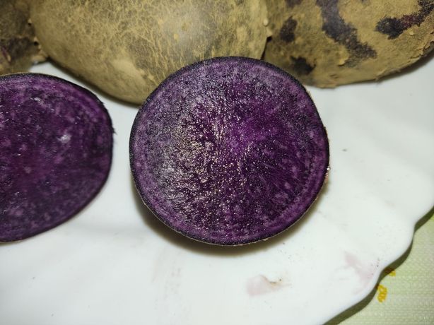Ziemniaki truflowe fioletowe