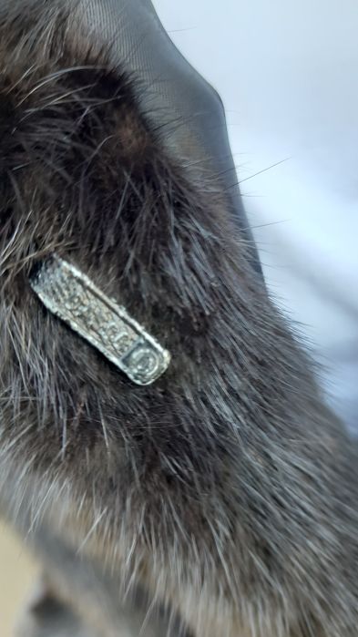 Норкова шуба Kasapis Bros NAFA Mink для автоледі розмір XS - S