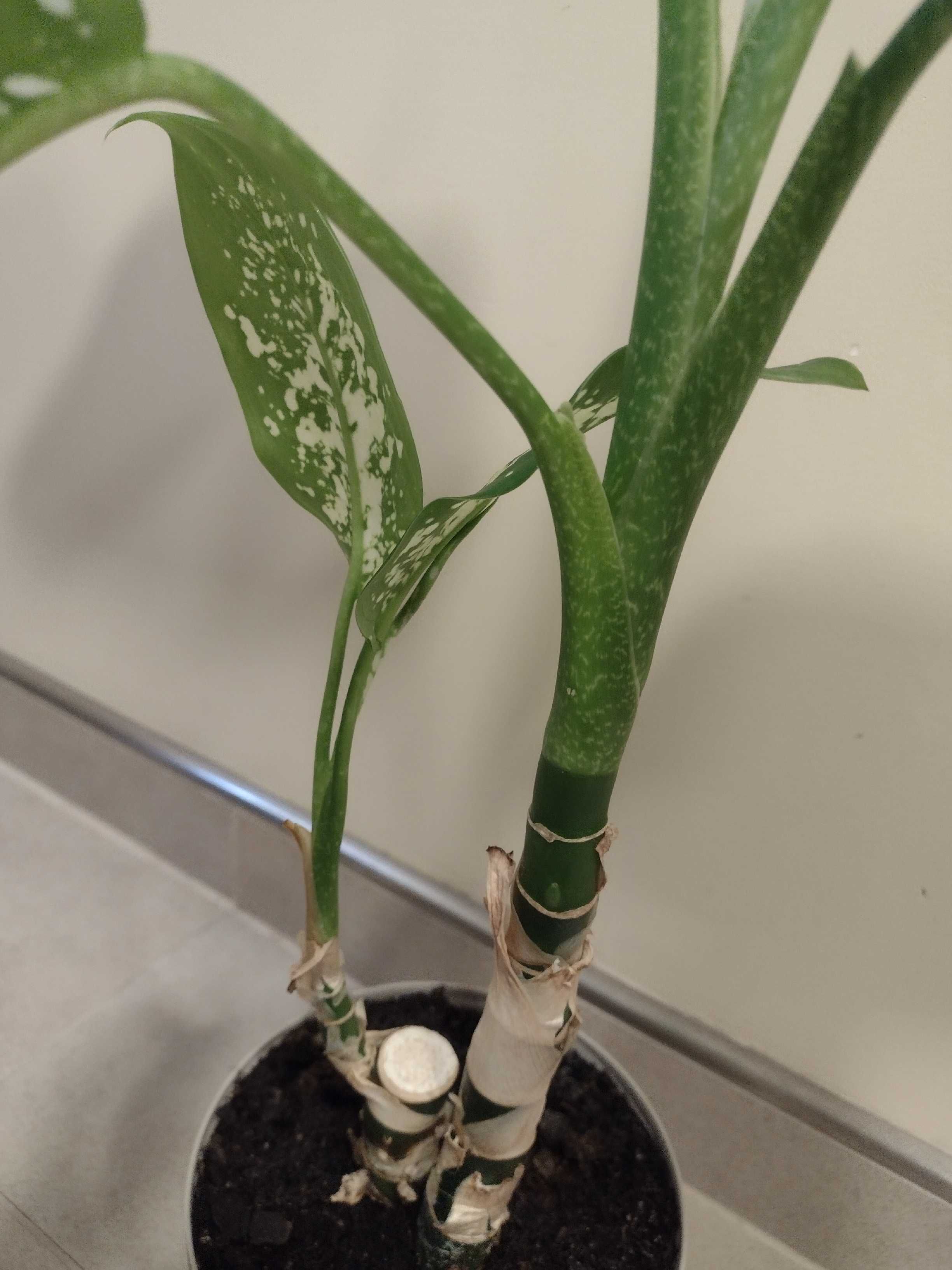 Diffenbachia duża, 50-55cm