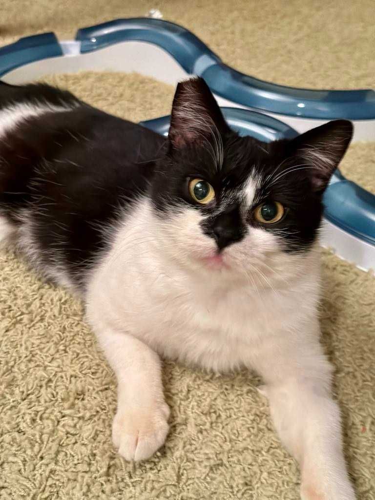 ADOPCJE!!Dwie ok.2 let. wyjątkowe kotki siostry  Nina i Lala  Łomianki