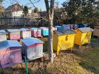 Pszczoły, rodziny pszczele, pasieka, wielkopolskie, warszawskie zwykłe