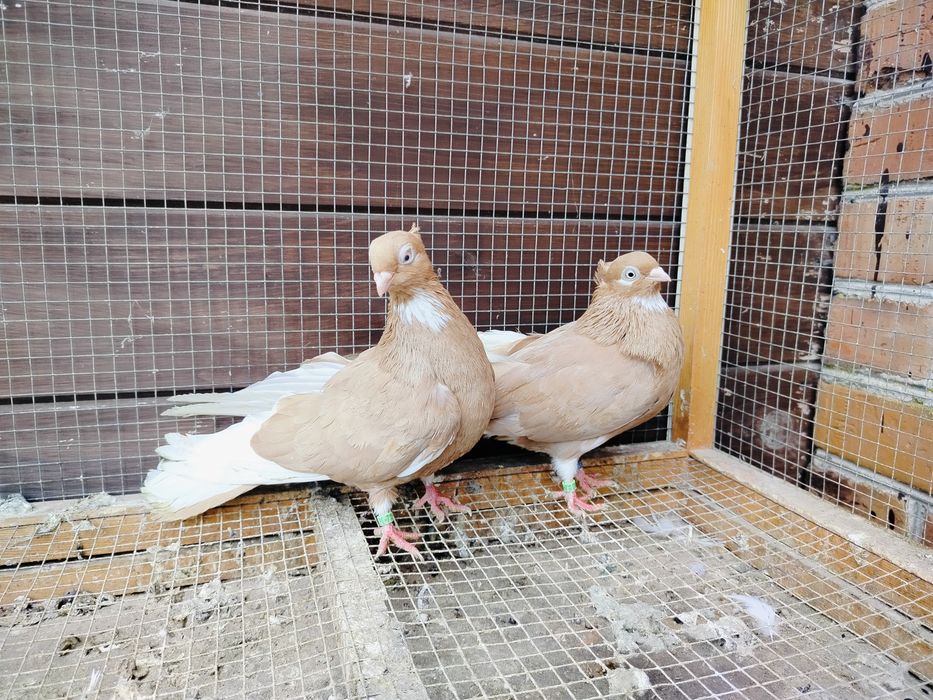 Gołębie zamojskie czubate blankopy