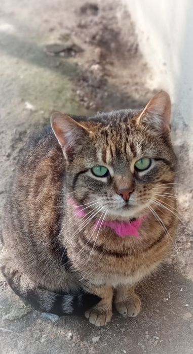 Moli - zielonooka burasia