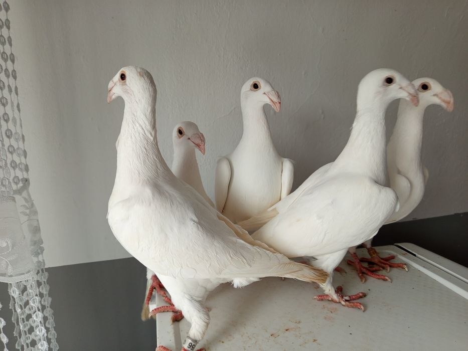 Rzeszowskie wystawowe