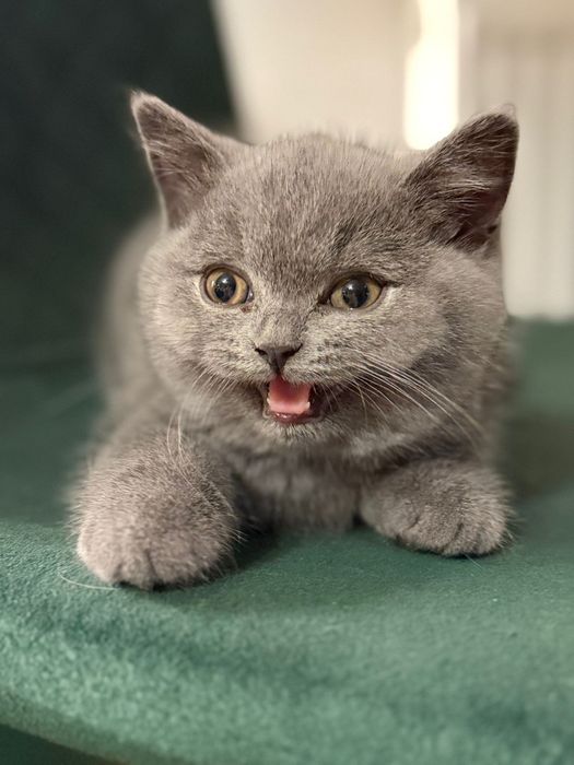 Prześliczne kocurki brytyjskie krótkowłose FPL