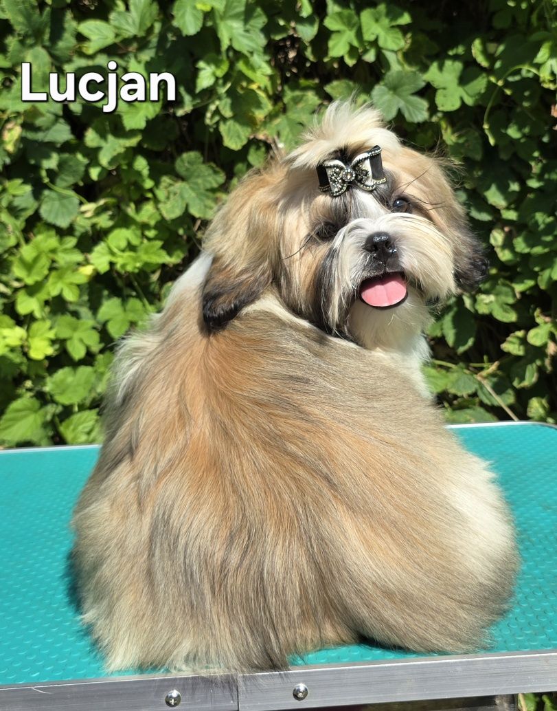 Piesek Shih tzu ZKWP
