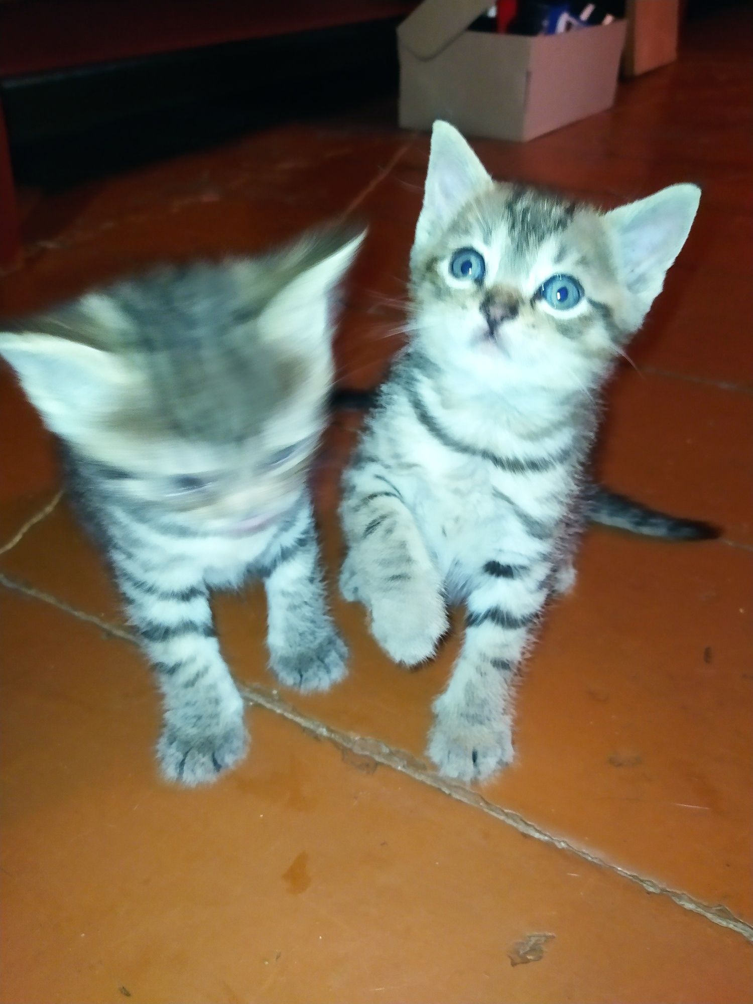 Віддам кошенят безкоштовно