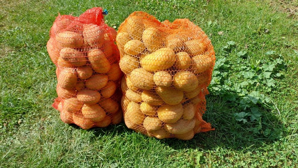 Ziemniaki Jadalne Queen Anne