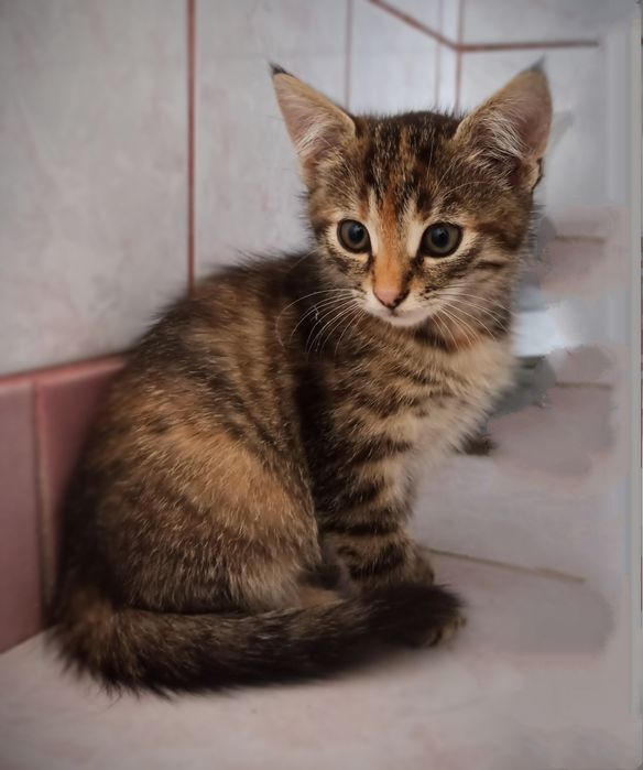 Oddam kociątka szare i bure/kocurek zarezerwowany