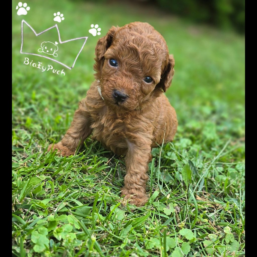 Pudel toy red brown teacup pudelek  badania paszport wyprawka