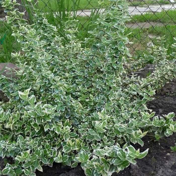 Бересклет разных видов