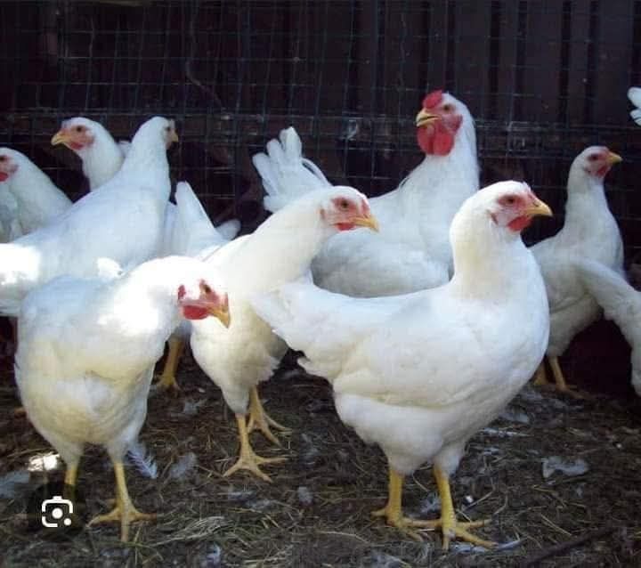 У суботу доставка безкоштовна 
‼️Приймаємо замовленння