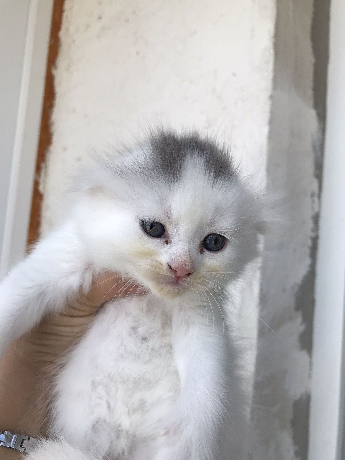 Продаю кошенят  шотланських