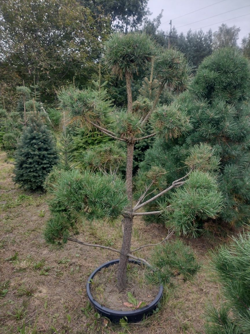 BONSAI w donicy do ogrodu sosna czarna Pinus Nigra, Pinus Sylvestris