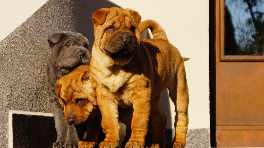 Eter, rudy szczeniak Shar Pei,rodowód, do odbioru
