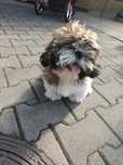Shih Tzu  piesek
