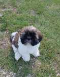 Szczeniak Shih-tzu