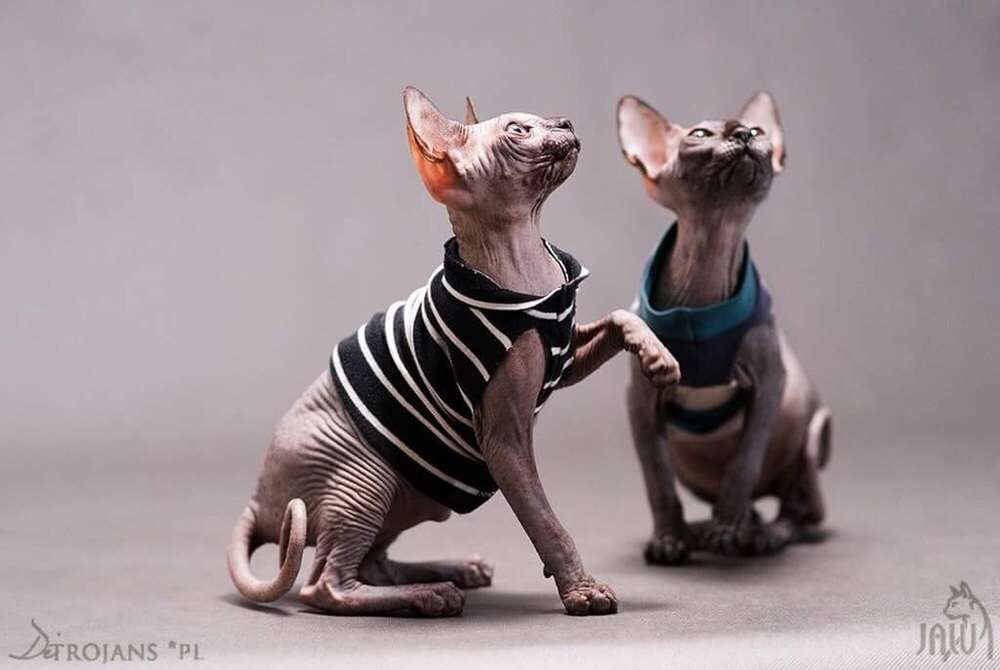 Kociak do odbioru juz po kastracji • Sphynx Sfinks • Sfinx Wwa i inne