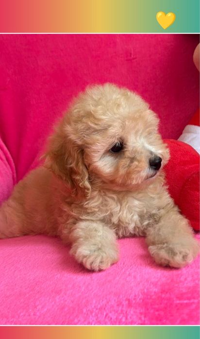 Елітне цуценя породи той пудель мальтипу