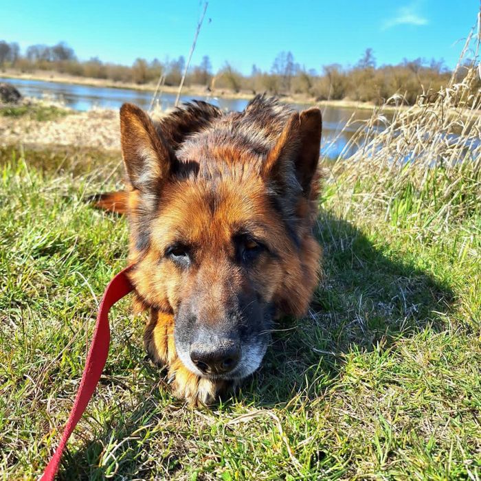 Kochana Liszka w typie owczarka niemieckiego szuka domu