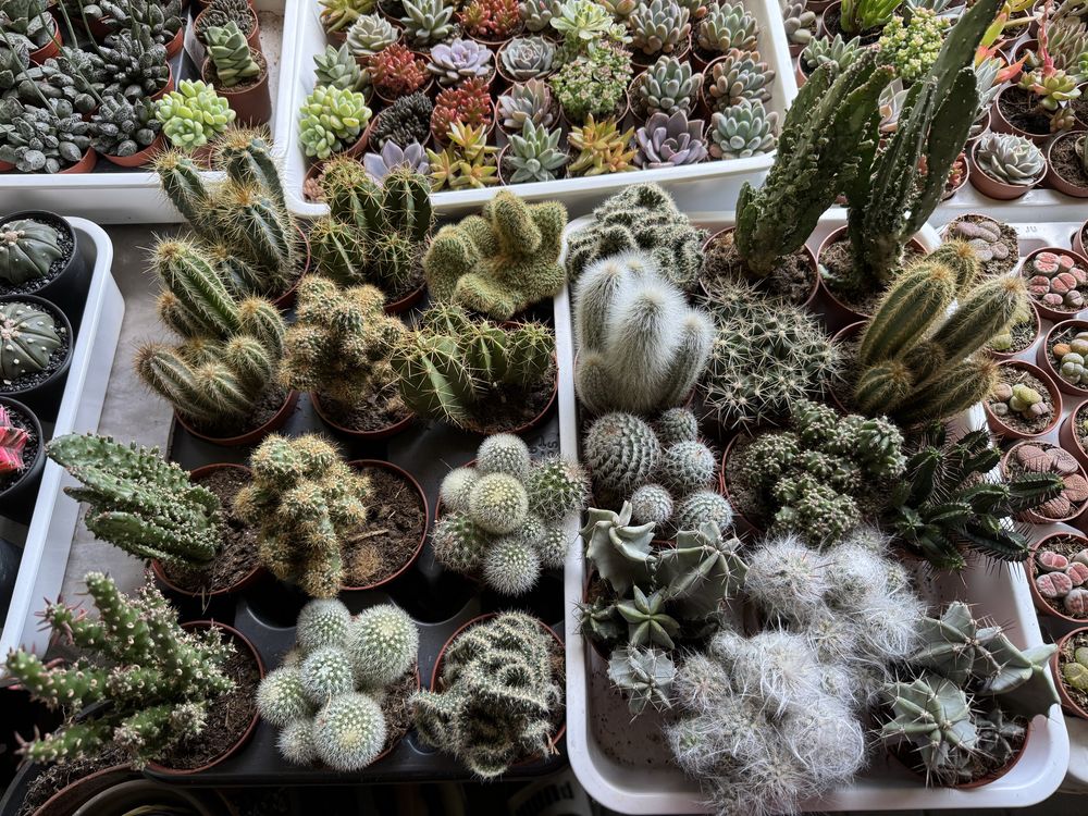 Cactus кактус кактуси сукуленти succulent