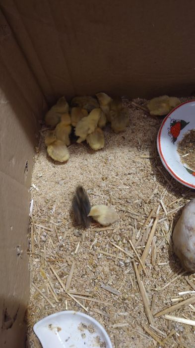 Przepiórki chińskie