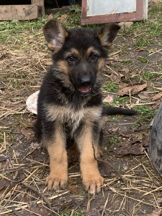 Цуценята німецької вівчарки