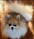 Szpic pomeranian suczka