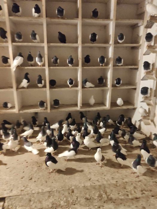 Sprzedam 50 szt gołębi typu murzyn