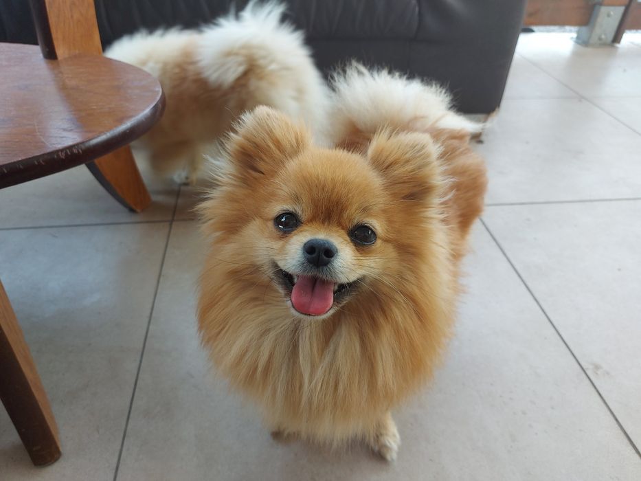 Pomeranian szpic miniaturowy zkwp FCI