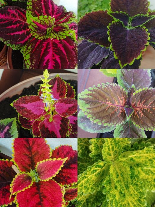 Nasiona koleusa i maków pełnych