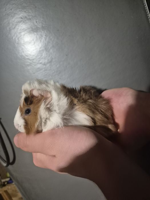 Miesięczne Świnki Morskie