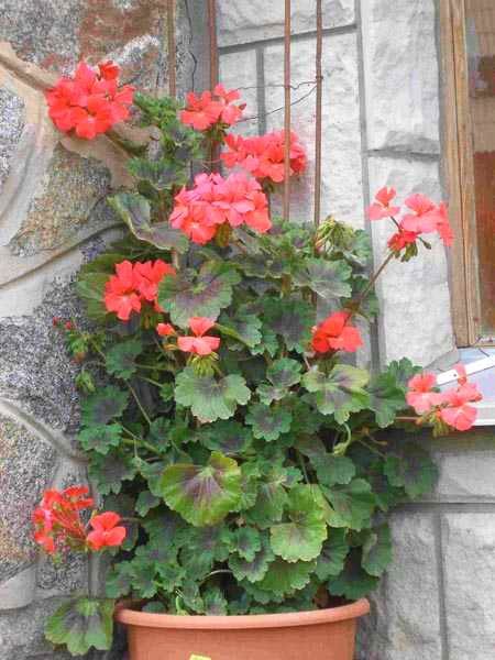 Пелергонія ( герань, калачик) Antic Orange