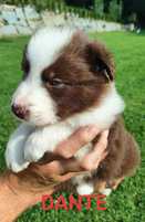 Border collie szczenię