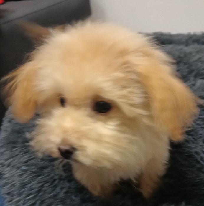 Bichpoo/Poochon chłopiec