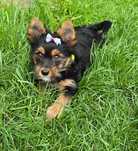 Sunia  Yorkshire terrier York szczeniaczek wyprawka