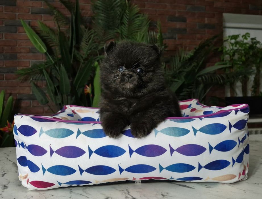 chłopiec szpic miniaturowy pomeranian