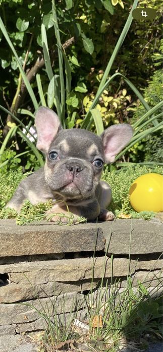 Голубой мальчишка мини француз